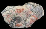 Jurassic Petrified Wood Slab - Henry Mountain #38570-1